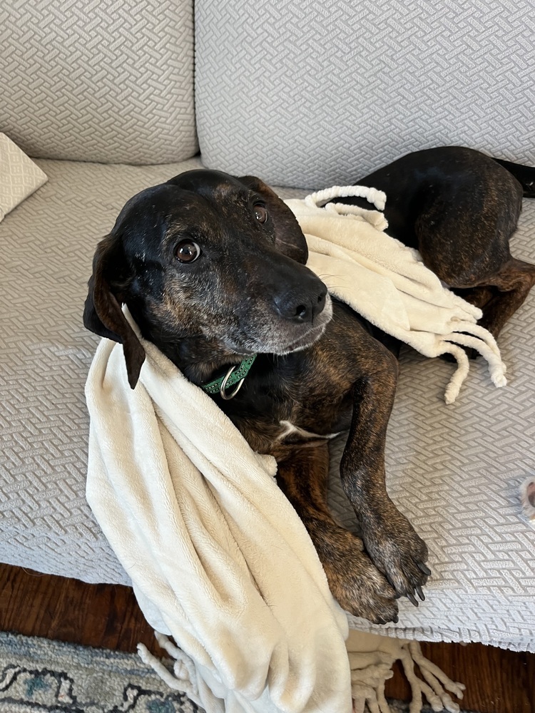 Scout, an adoptable Treeing Walker Coonhound, Weimaraner in Middletown, CT, 06457 | Photo Image 6