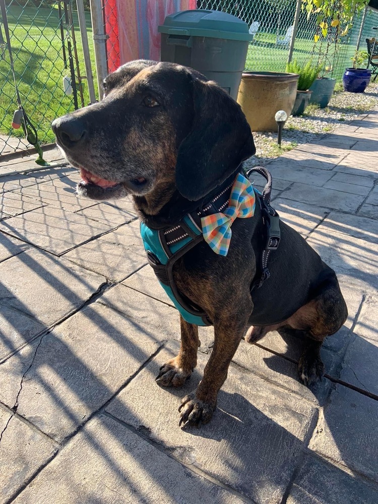 Scout, an adoptable Treeing Walker Coonhound, Weimaraner in Middletown, CT, 06457 | Photo Image 6