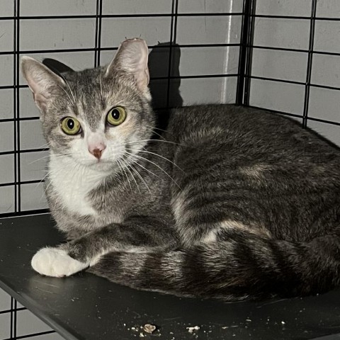 Mouse, an adoptable American Shorthair in Bangor, ME, 04401 | Photo Image 1