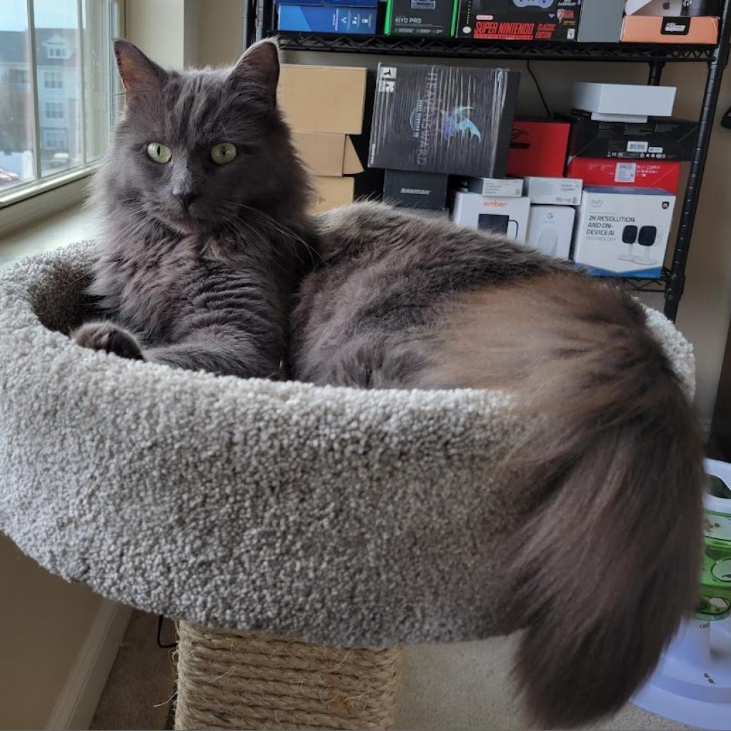 Finn