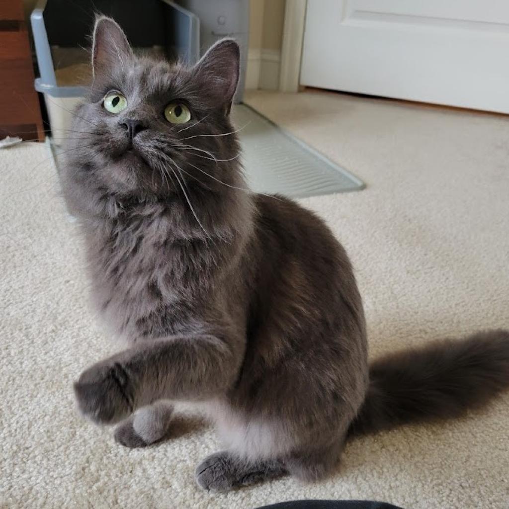 Finn