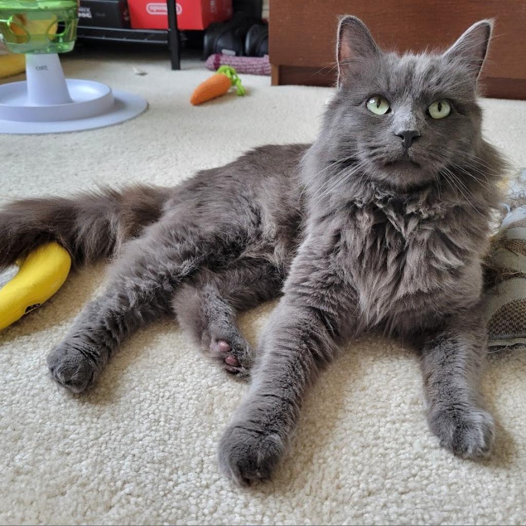 Finn