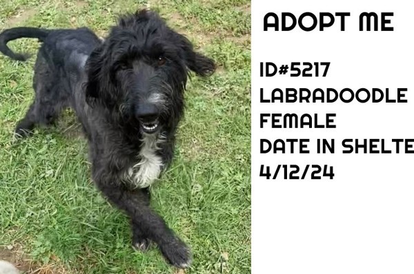 T611, an adoptable Labradoodle in Campbellsville, KY, 42718 | Photo Image 1