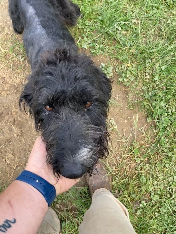 T611, an adoptable Labradoodle in Campbellsville, KY, 42718 | Photo Image 2