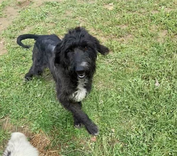 T611, an adoptable Labradoodle in Campbellsville, KY, 42718 | Photo Image 3