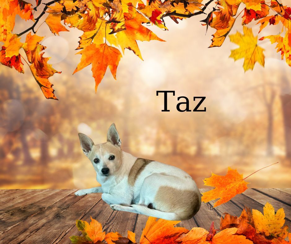 Taz