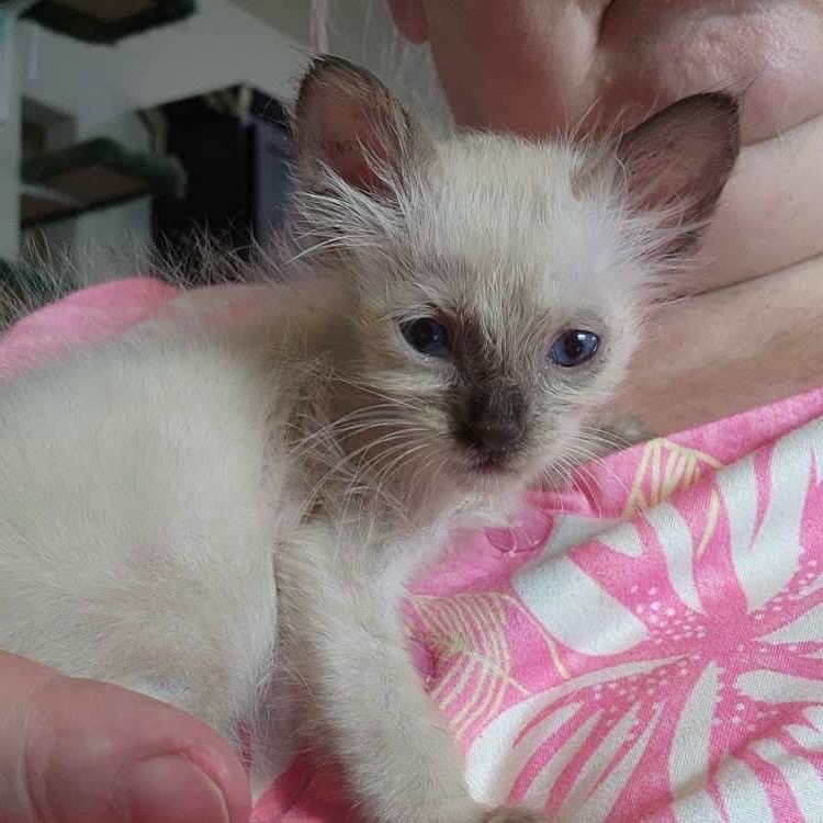 Max, an adoptable Ragdoll, Domestic Long Hair in New Braunfels, TX, 78130 | Photo Image 1