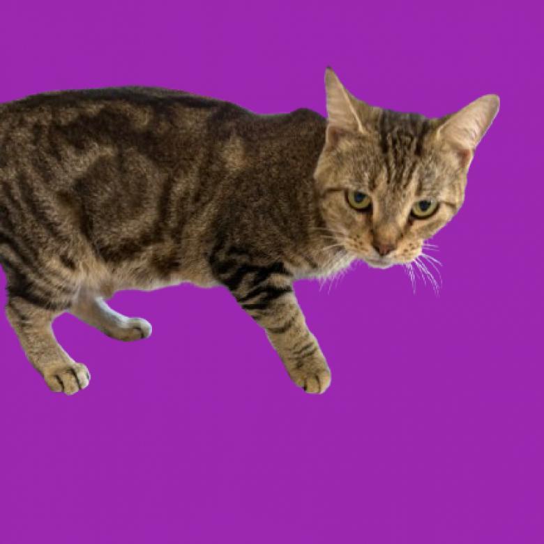 Apple, an adoptable Domestic Short Hair in Tuscaloosa, AL, 35401 | Photo Image 1