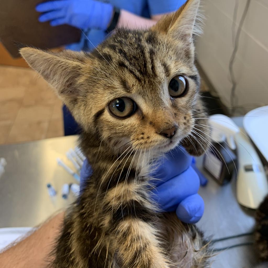 Apple, an adoptable Domestic Short Hair in Tuscaloosa, AL, 35401 | Photo Image 2