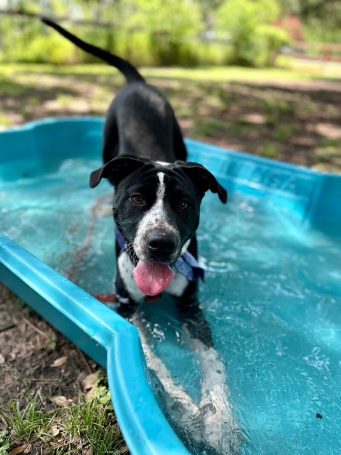 Boots The Polka Dot Boy