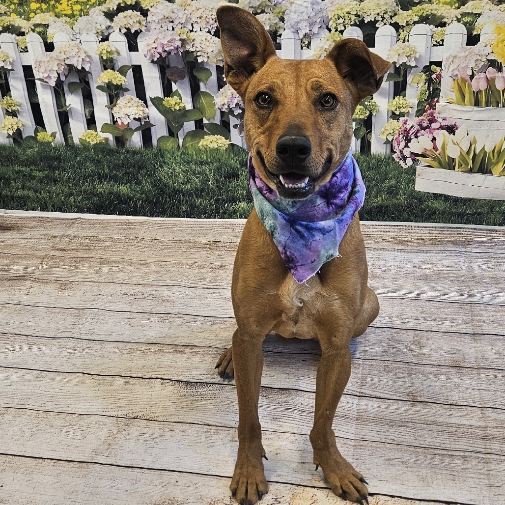 Piper, an adoptable Feist, Labrador Retriever in Show Low, AZ, 85901 | Photo Image 1