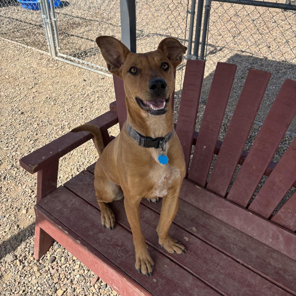 Piper, an adoptable Labrador Retriever, Mixed Breed in Show Low, AZ, 85901 | Photo Image 2