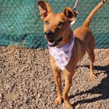 Piper, an adoptable Feist, Labrador Retriever in Show Low, AZ, 85901 | Photo Image 2