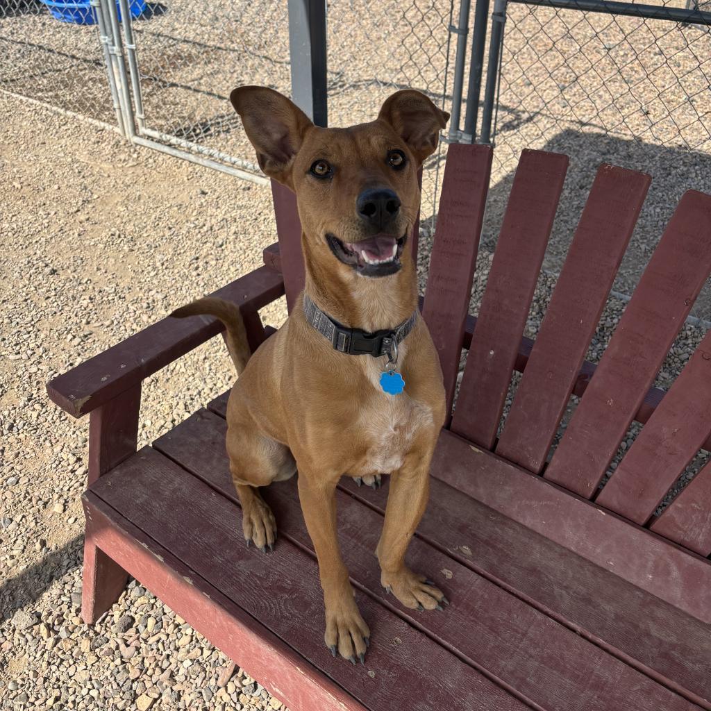 Piper, an adoptable Feist, Labrador Retriever in Show Low, AZ, 85901 | Photo Image 4
