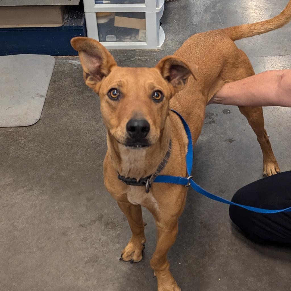 Piper, an adoptable Feist, Labrador Retriever in Show Low, AZ, 85901 | Photo Image 5