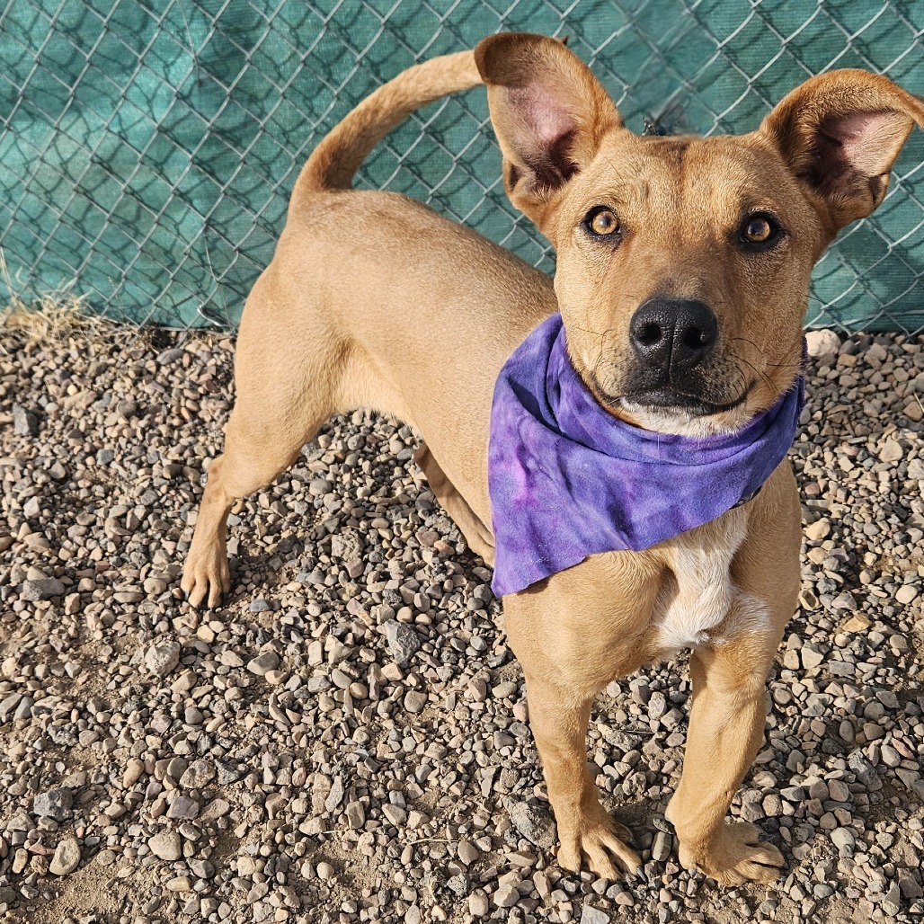 Piper, an adoptable Feist, Labrador Retriever in Show Low, AZ, 85901 | Photo Image 5