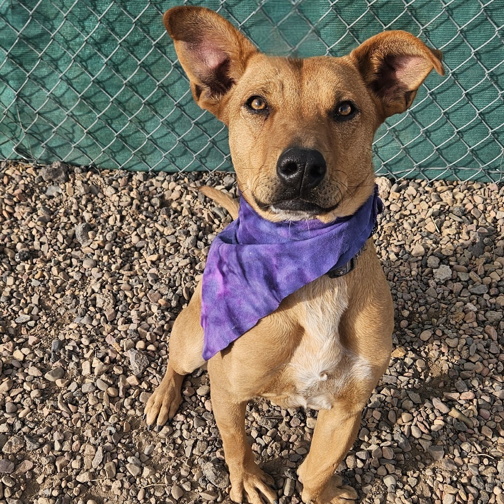 Piper, an adoptable Feist, Labrador Retriever in Show Low, AZ, 85901 | Photo Image 6