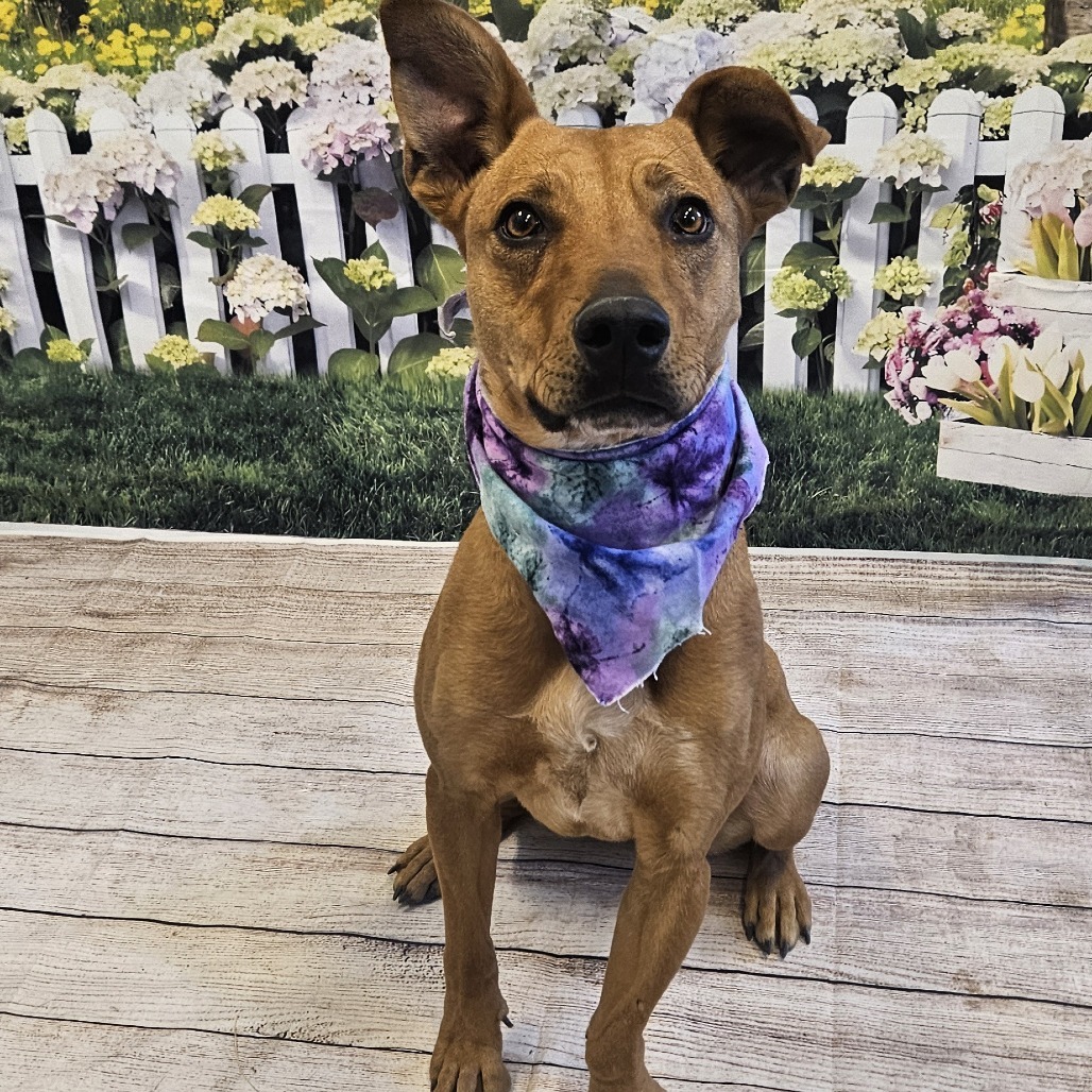 Piper, an adoptable Feist, Labrador Retriever in Show Low, AZ, 85901 | Photo Image 6