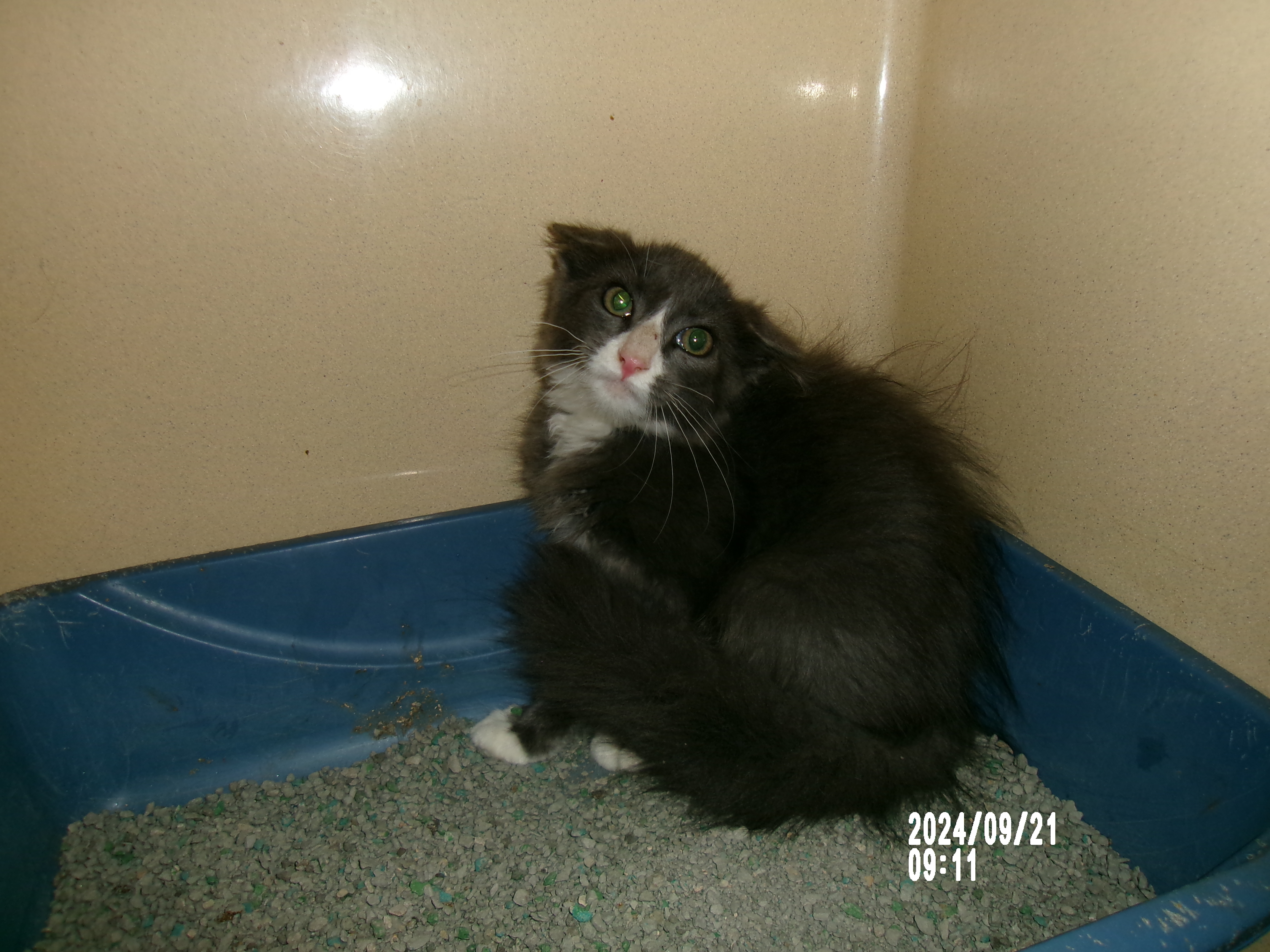 Kramer, an adoptable Domestic Short Hair in Clovis, NM, 88101 | Photo Image 1