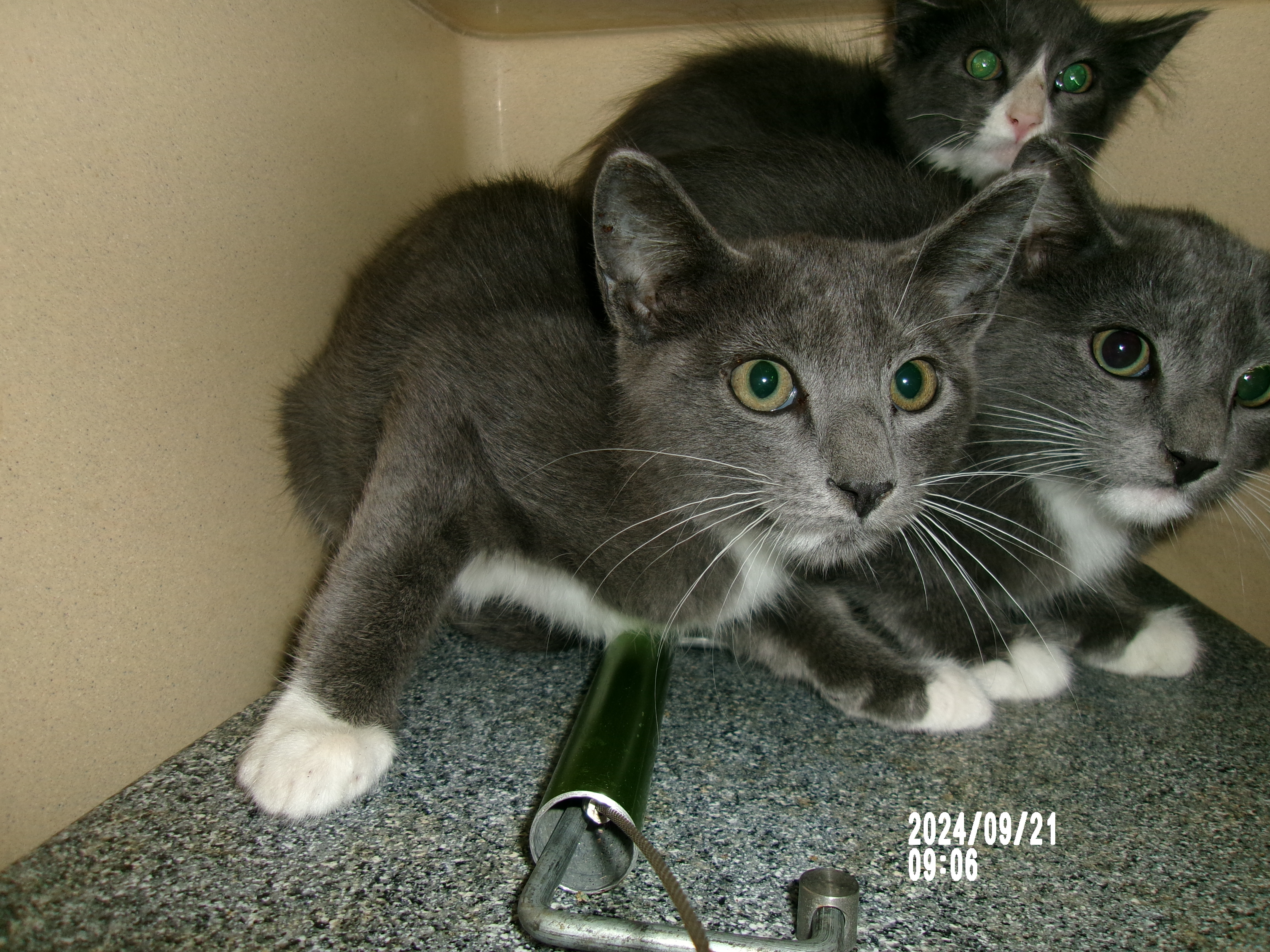 Jerry, an adoptable Domestic Short Hair in Clovis, NM, 88101 | Photo Image 1