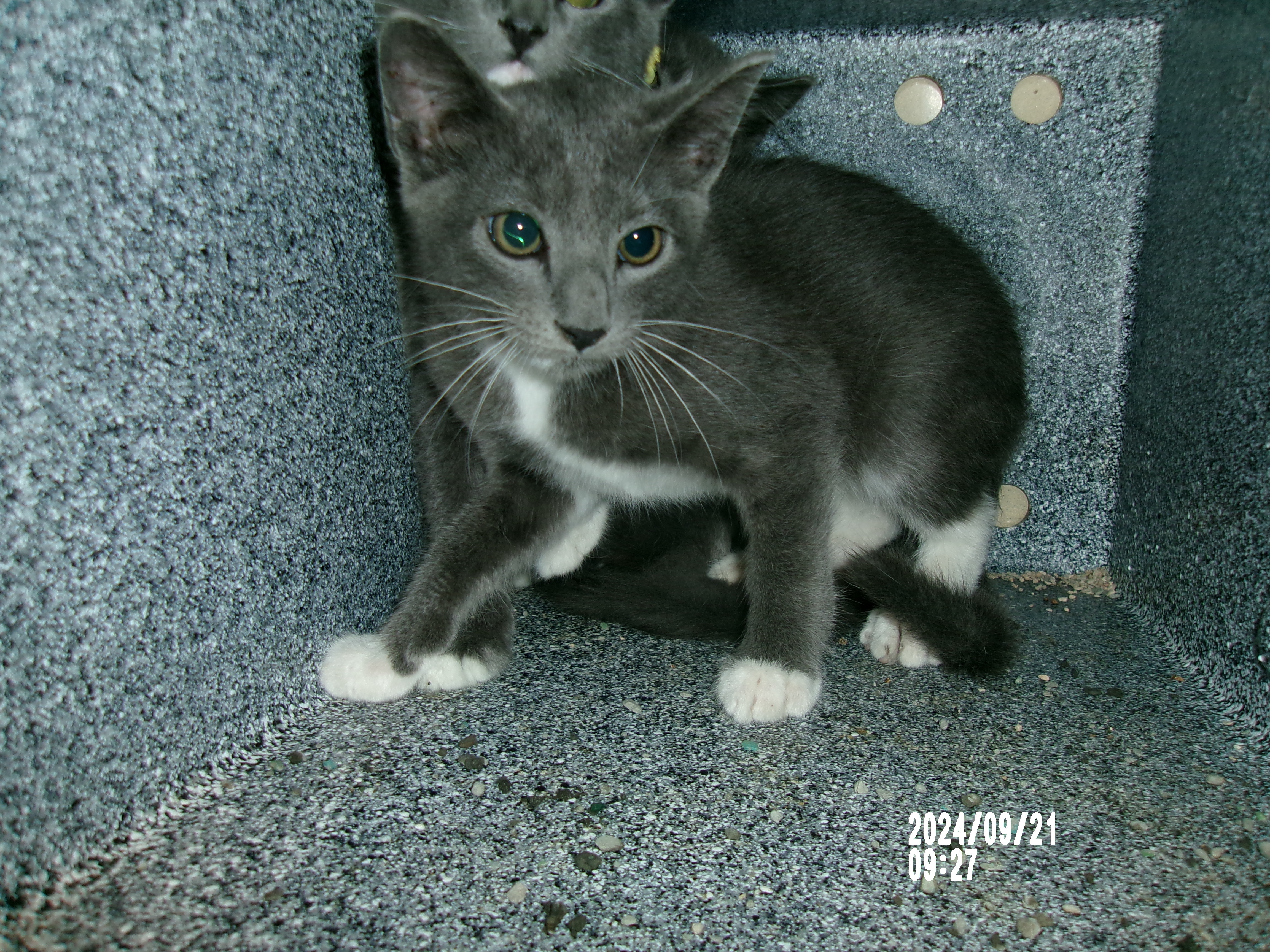 George, an adoptable Domestic Short Hair in Clovis, NM, 88101 | Photo Image 1