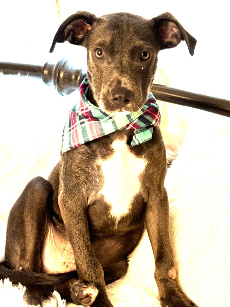 Cloud, an adoptable Weimaraner, Hound in Jacksonville, FL, 32225 | Photo Image 1