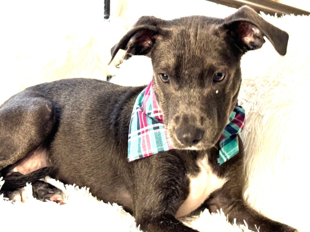 Cloud, an adoptable Weimaraner, Hound in Jacksonville, FL, 32225 | Photo Image 2