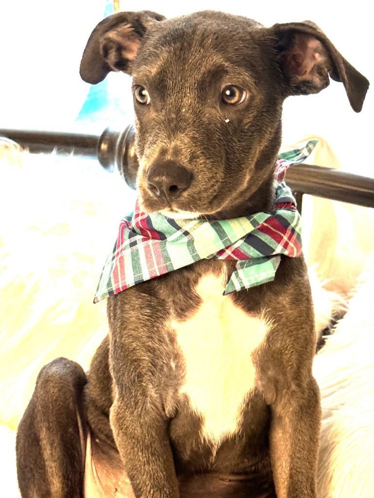Cloud, an adoptable Weimaraner, Hound in Jacksonville, FL, 32225 | Photo Image 3