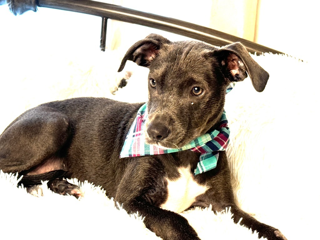 Cloud, an adoptable Weimaraner, Hound in Jacksonville, FL, 32225 | Photo Image 4