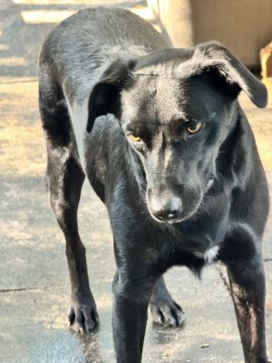 Stitch, Adult Male unknown