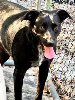 Harlow, Adult Female Flat-Coated Retriever