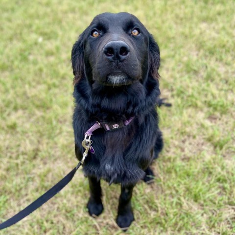 Bellatrix, an adoptable Newfoundland Dog, Collie in Glenwood Springs, CO, 81601 | Photo Image 1