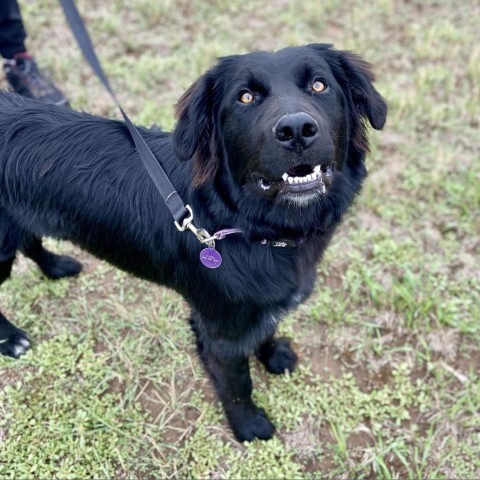 Bellatrix, an adoptable Newfoundland Dog, Collie in Glenwood Springs, CO, 81601 | Photo Image 3