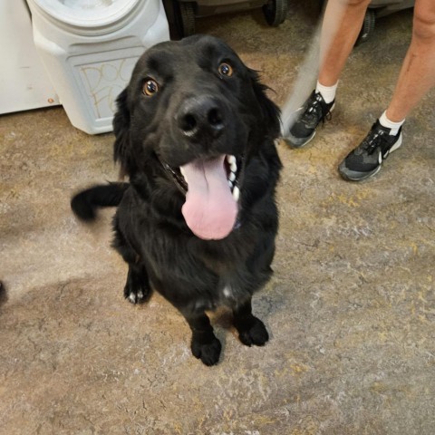 Bellatrix, an adoptable Newfoundland Dog, Collie in Glenwood Springs, CO, 81601 | Photo Image 5