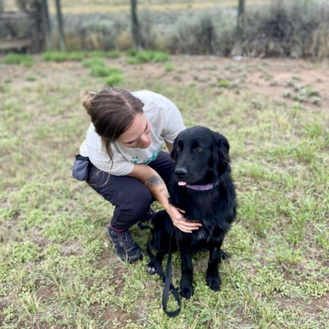 Bellatrix, an adoptable Newfoundland Dog, Collie in Glenwood Springs, CO, 81601 | Photo Image 6