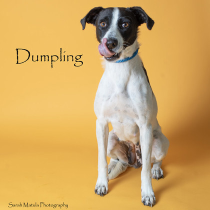 Dumpling