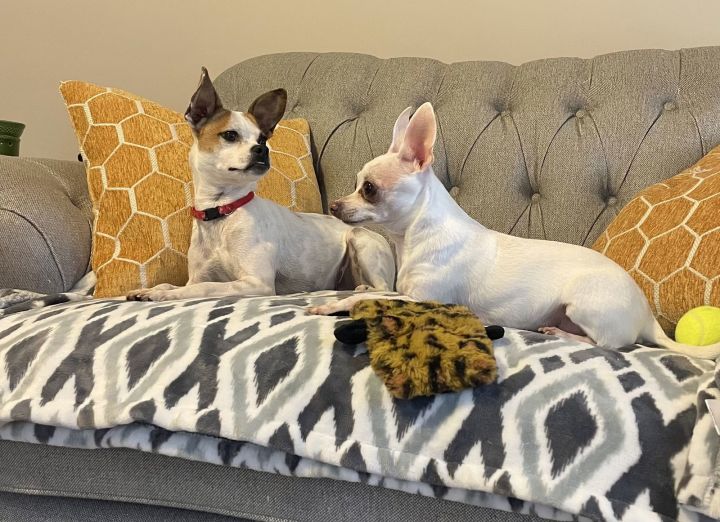 Dog for adoption ACE, a Jack Russell Terrier & Chihuahua Mix in