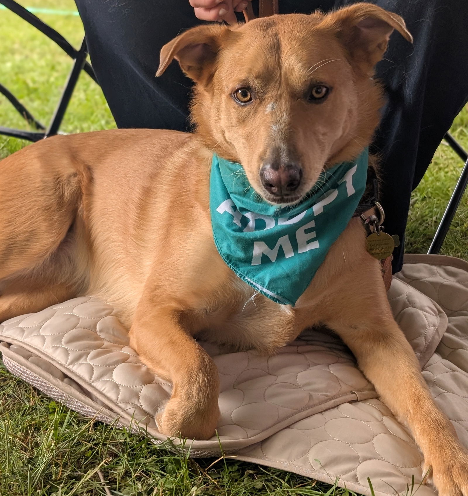 Gypsy, an adoptable Golden Retriever in Brooklyn Center, MN, 55429 | Photo Image 1