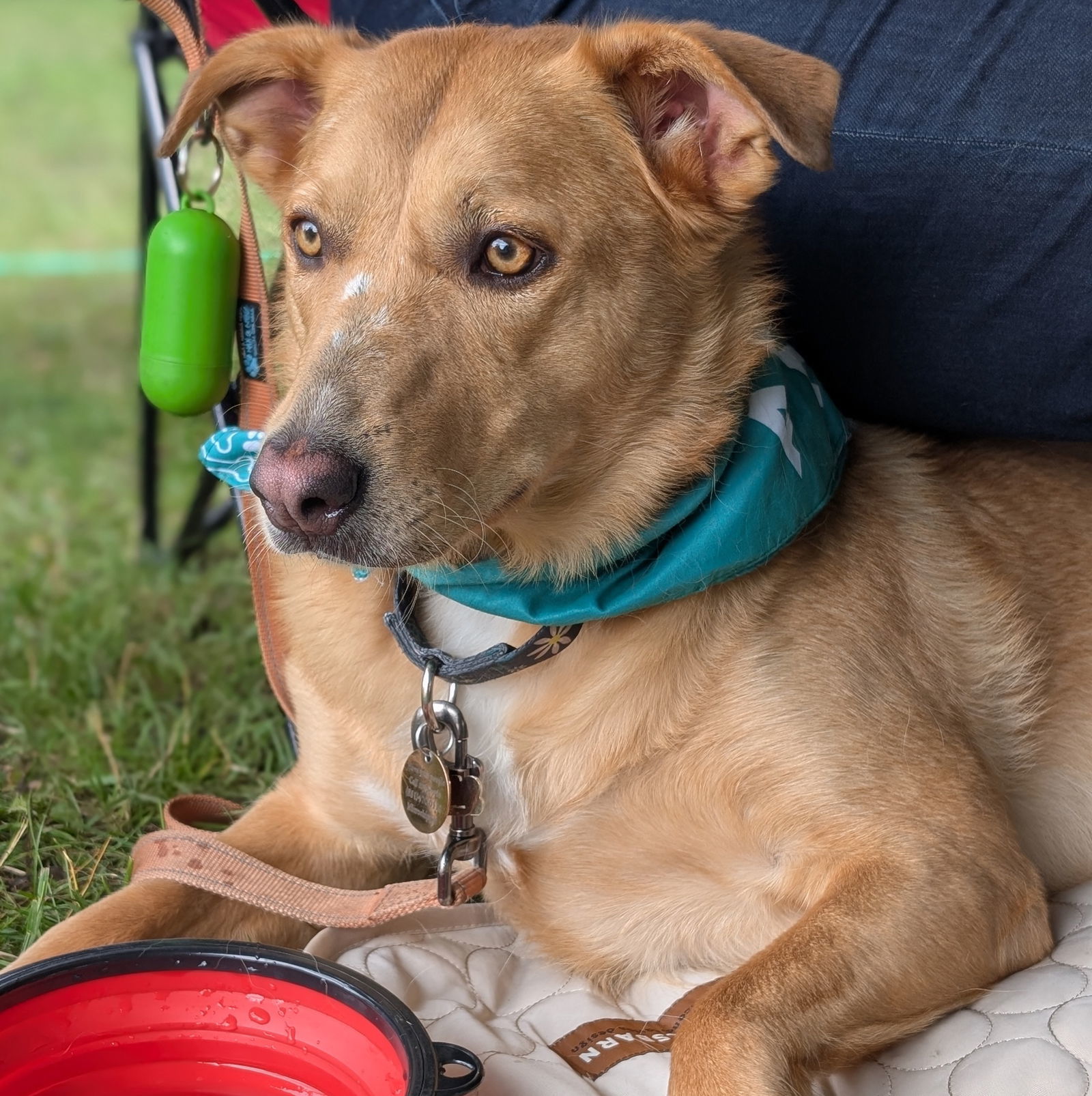 Gypsy, an adoptable Golden Retriever in Brooklyn Center, MN, 55429 | Photo Image 2