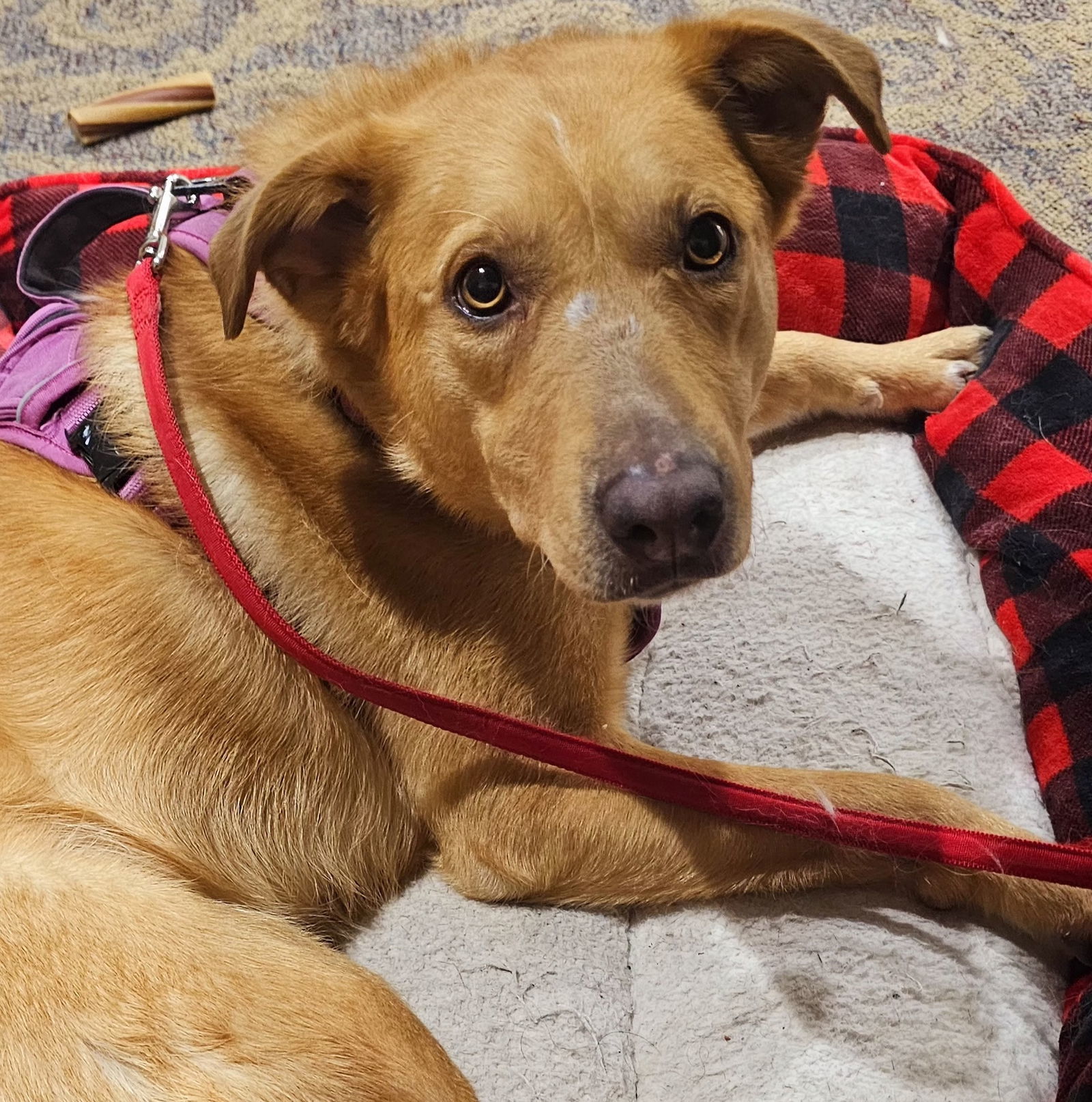 Gypsy, an adoptable Golden Retriever in Brooklyn Center, MN, 55429 | Photo Image 3