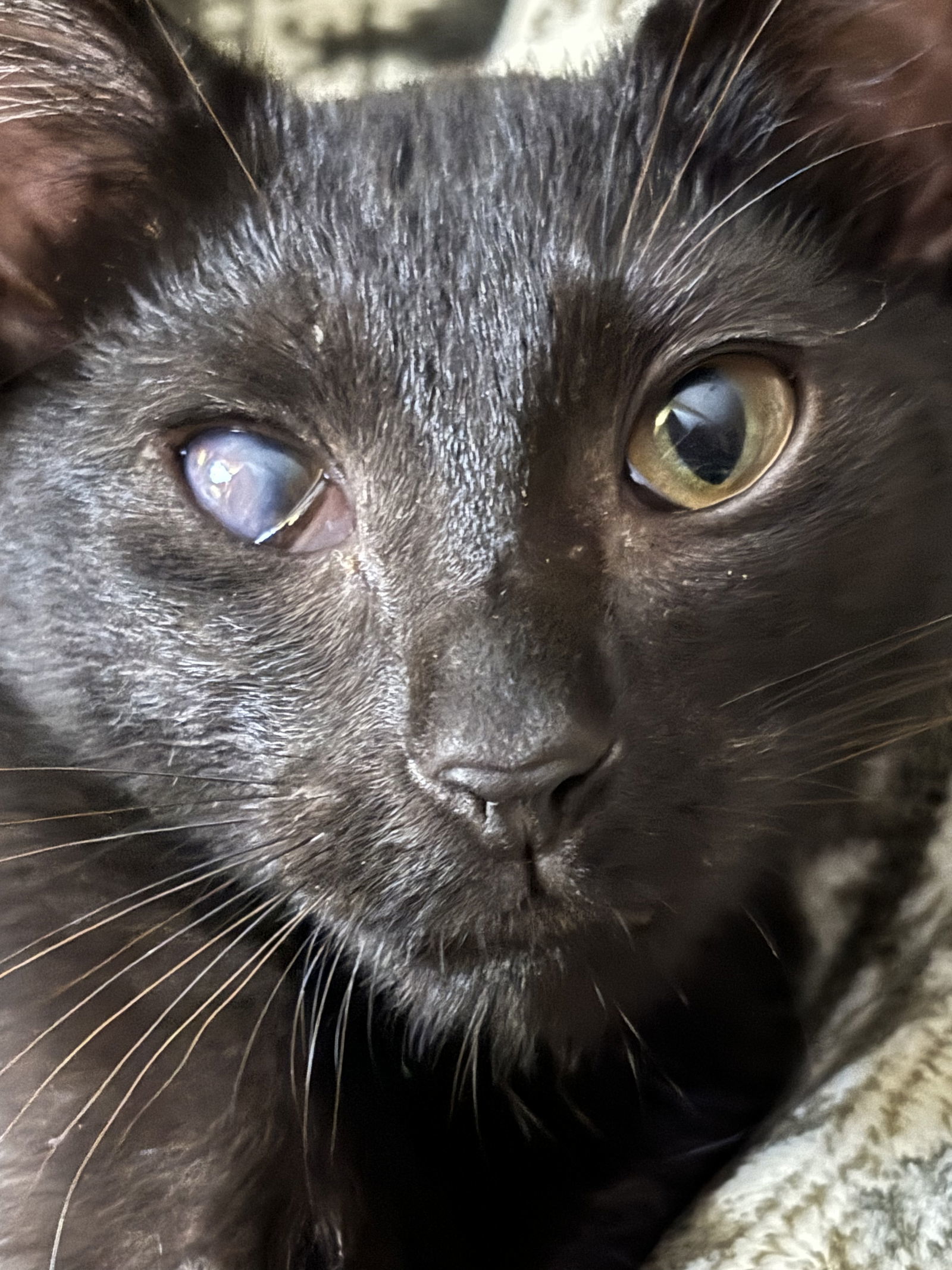 Noof, an adoptable Domestic Short Hair in Oxford, MS, 38655 | Photo Image 1