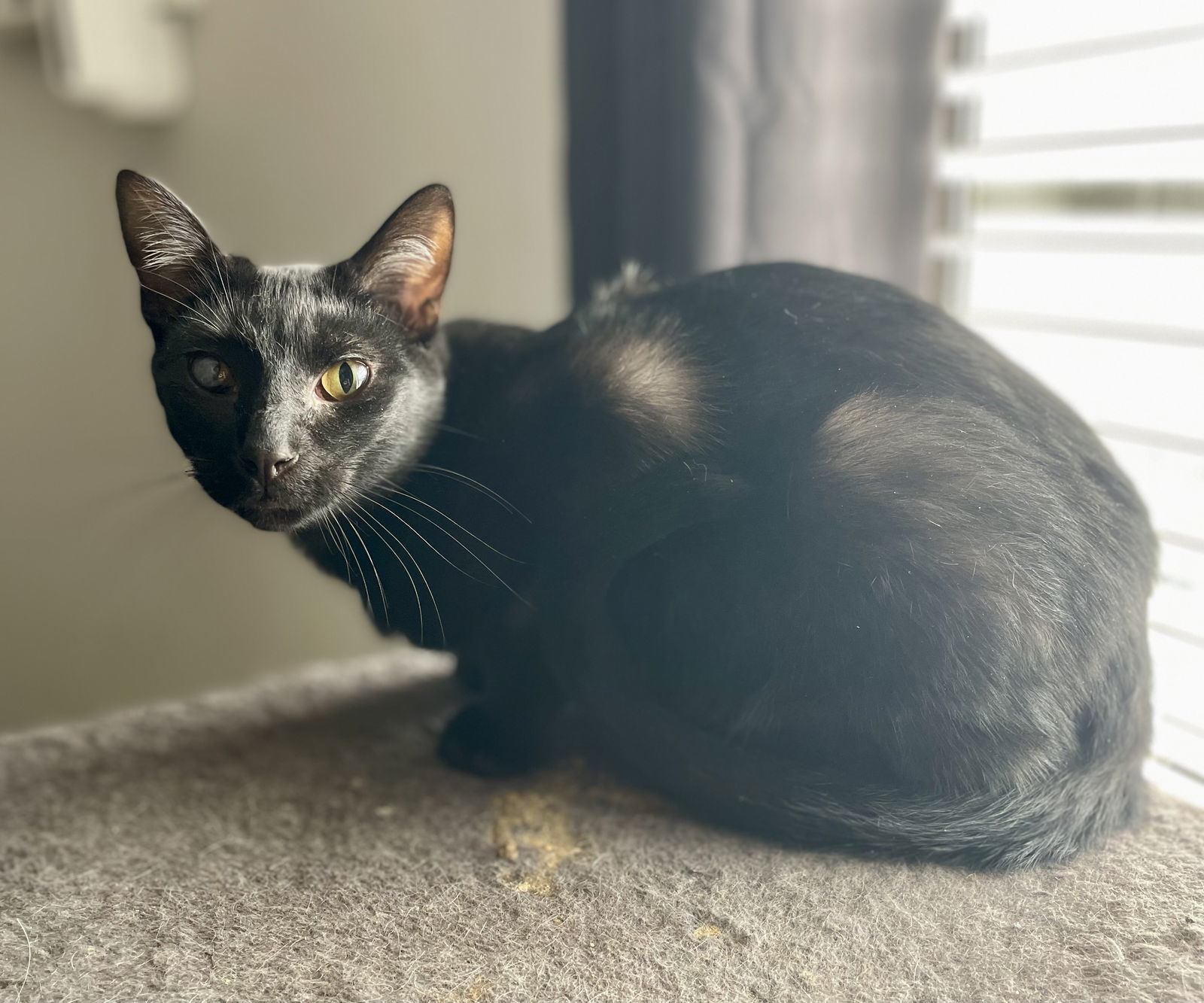Noof, an adoptable Domestic Short Hair in Oxford, MS, 38655 | Photo Image 2