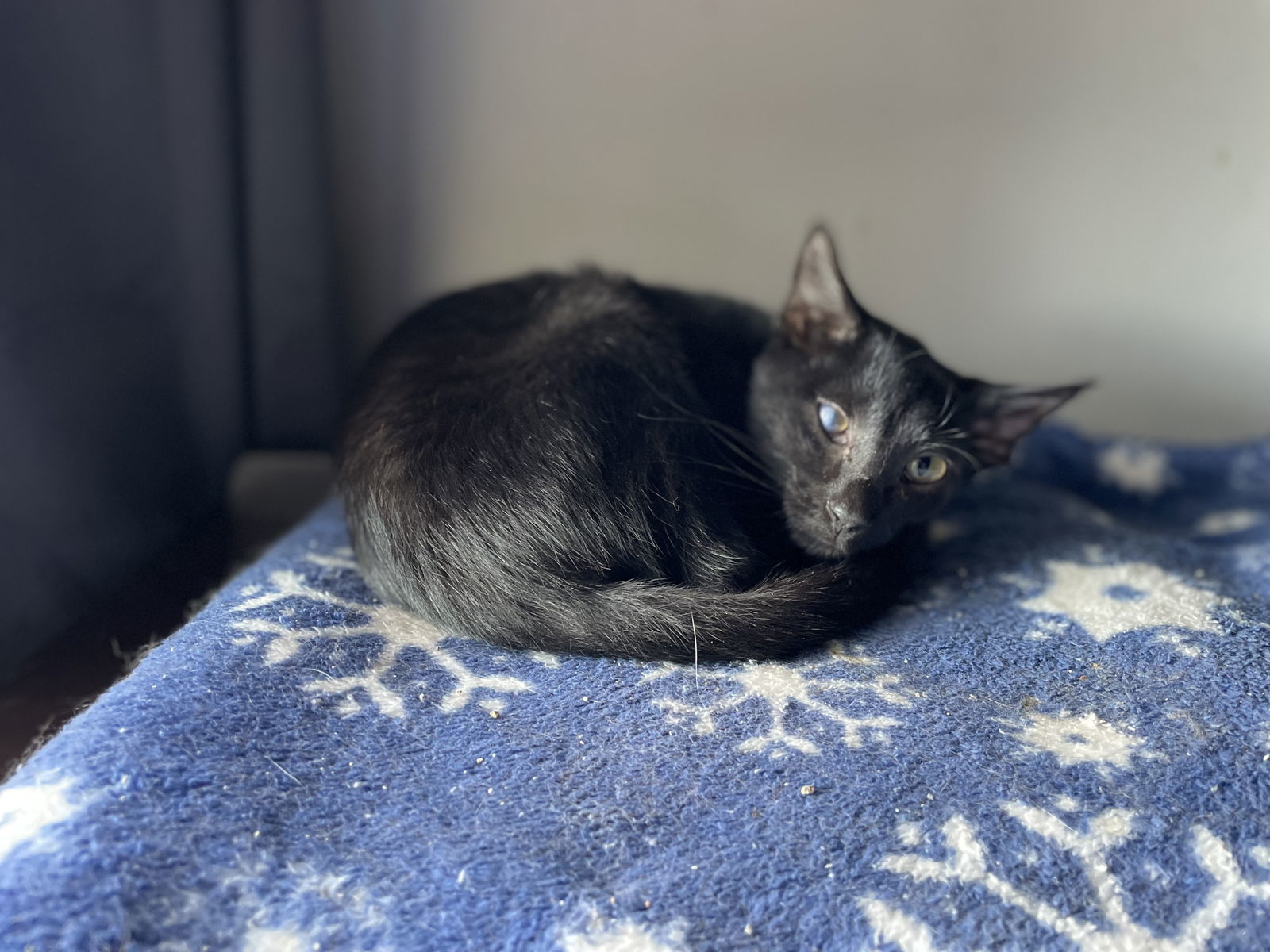 Noof, an adoptable Domestic Short Hair in Oxford, MS, 38655 | Photo Image 3