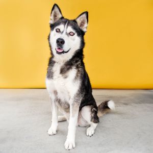 A5602845 DanDan is such a delightful salt and pepper colored cloud of fluff This young boy is tota