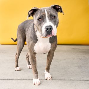 A5644484 Loretta is a beautiful blue coated dream of a pup with the most unique soft orange brindl