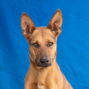 A5651126 Suzuki is a regal and refined gentleman with the longest legs and equa