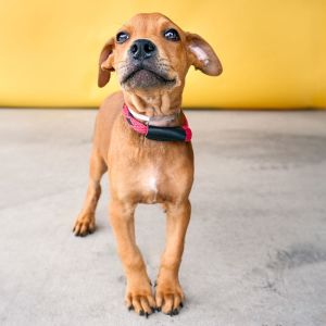 A5651141 Aiden Adorable puppy alert Aiden is available for adoption -10-week-old neutered male -P