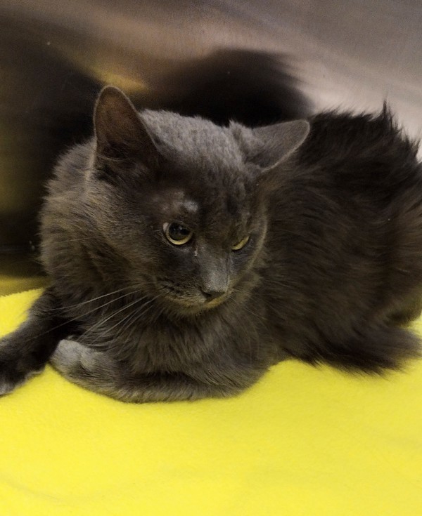 Nimbus 42681, an adoptable Domestic Short Hair in Pocatello, ID, 83205 | Photo Image 1