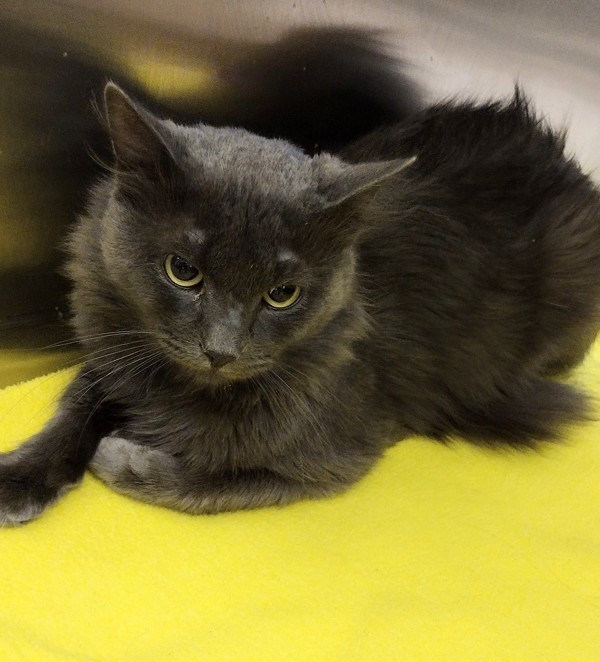 Nimbus 42681, an adoptable Domestic Short Hair in Pocatello, ID, 83205 | Photo Image 2