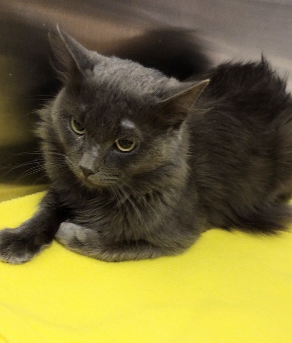 Nimbus 42681, an adoptable Domestic Short Hair in Pocatello, ID, 83205 | Photo Image 3